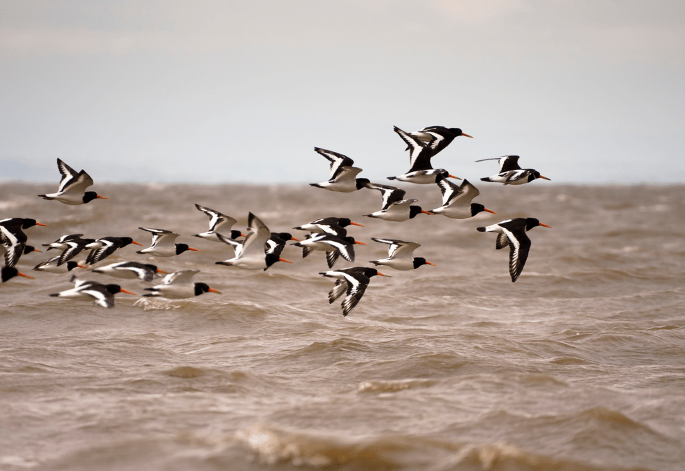 Oystercatchers flying over the Solway coast, Scotland